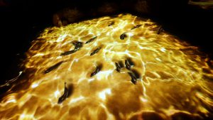 พิพิธภัณฑ์ลูกหลานมังกร